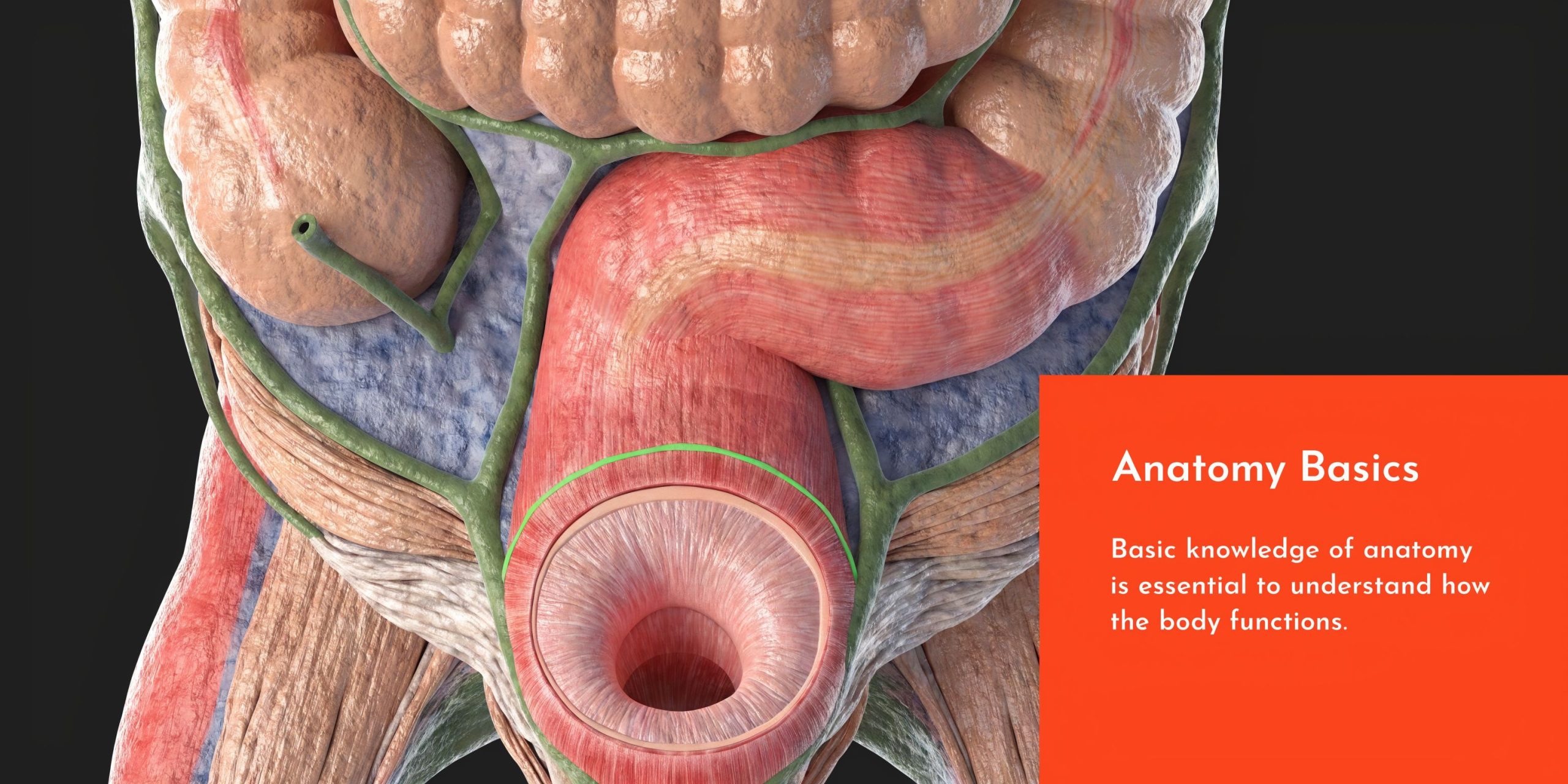 A detailed 3D anatomical illustration of the human lower digestive tract and surrounding pelvic floor muscles.